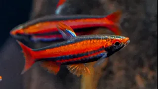 New Fish Tour - CORAL RED Pencilfish, SPOTTED Rio Nanay Angels, and MORE