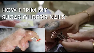 How I Trim My Sugar Glider's Nails