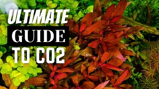 The ULTIMATE GUIDE to CO2