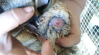 Sexing Quail- Vent and Visual