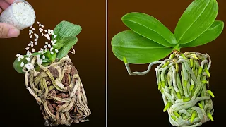 Only pour 1 cup! The rotten orchid immediately becomes strong and blooms all year round
