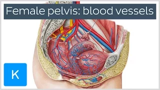 Blood Vessels of the Female Pelvis (preview) - Human Anatomy | Kenhub