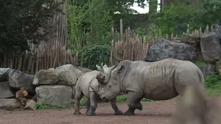 Southern white rhinoceros play-fighting and running, Pairi Daiza, October 13th, 2023