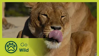 Lioness in Exile - Go Wild