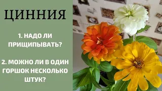 Можно ли высаживать циннию в один горшок несколько штук? Нужно ли ее прищипывать?