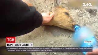 Новини України: у Сумській області патрульні врятували поранене оленя