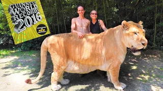 WORLDS LARGEST BIG CAT