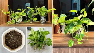 Unique desktop pothos ideas and ways to prevent mosquitoes from growing in pots