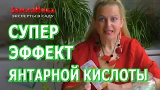 Янтарная кислота для сильной рассады. Как правильно использовать янтарную кислоту для растений.