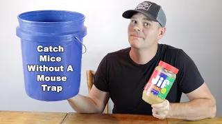 How to catch mice without a mouse trap. A simple trick that works! Mousetrap Monday