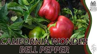 CALIFORNIA WONDER BELL PEPPER Information, Description & More! (Capsicum annuum)