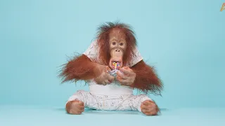 Animalia Orangutan Benji plays with some new toys ASMR