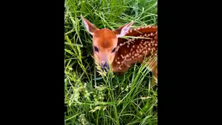Baby deer rescue peoria county highway