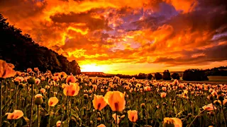 Colorful Sunset in The Flower Fields | Copyright free | Wild Flowers Background | Clouds Moving Sky