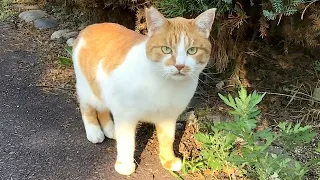 Cute orange tuxedo cat followed me, then I followed the cat 19 Nov 2023 #cat #cats #catvideo