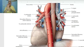 Anatomy CVS Module in Arabic 17 ( Descending aorta) ,  by Dr, Wahdan