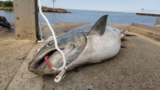 NEW PB KING SALMON FROM SHORE, Lake Ontario, South Shore Pier Fishing