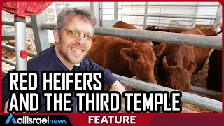 Red Heifers and the Third Temple - All Israel News