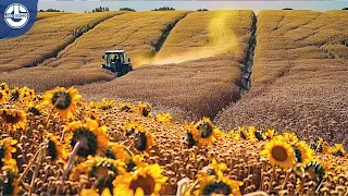 Harvesting MILLIONS Of Tons Of SUNFLOWER Seeds To PRODUCE Sunflower Oil For Cooking