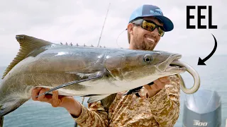 Cobia Love Eating Eels