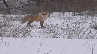 ФАЗАНЯТНИК! Хитрый Лис охотился на фазана,а Ирбис охотился на хитрого Лиса!Кто победит на этот раз?