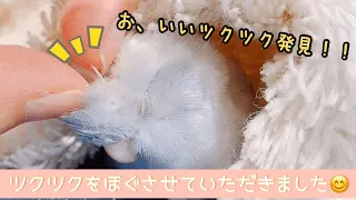 マメルリハのグリコ　ツクツクをほぐさせていただきました👍✨ Very cute parrotlet 💕