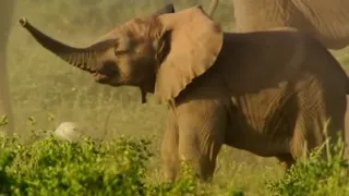 Fighting Elephants | Wildlife Specials: Elephant | Spy in the Herd | BBC Earth