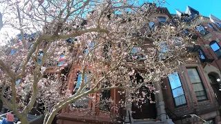 Magnificent Magnolias in Boston Back Bay