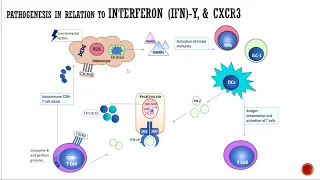 Role of CXCR3 and Its Primary Ligands in Segmental and Non-segmental Vitiligo Pathogenesis