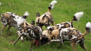 Гиеновая собака против гиен. Невероятное развитие событий / Встреча двух африканских хищников
