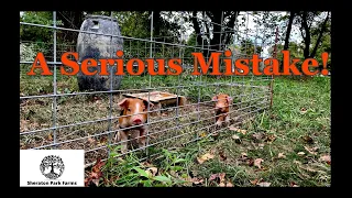 Big Farming Mistake - Berkshire Duroc Piglet