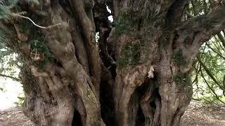 Enormous 2,000 year old Yew tree in Berkshire, England