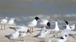 Черноголовые чайки