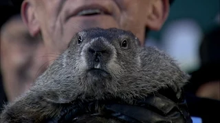 Groundhogs Day 2015: Punxsutawney Phil Sees Shadow; 6 More Weeks of Winter