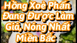 Hồng Xoè Phấn Đang Được Làm Giá, Cực Kỳ Nóng Ạ ( Phong lan phi điệp đột biến ) Zalo 0916025907 )￼