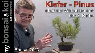 Bonsai 2023-5 - Kiefer - Pinus - skurriler Wahnsinn aus der 2. Reihe