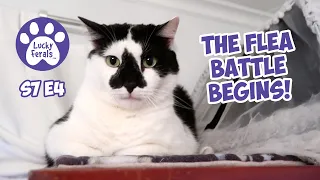 The Flea Battle Begins! - S7 E4 - Lucky Ferals Vlog - Life With 11 Cats - Cat Video Compilation
