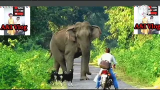 Behavior & Chasing Of Elephant-1 || Public Harassment a Elephant || Road crossing problem||Attacked