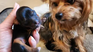 Yorkie gives birth to 5! What to expect during labor 👀