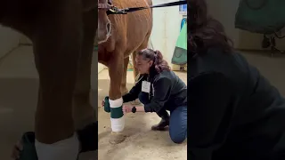 Penn Foster Externship 2 Skill 41 Exam (Equine) - Applying Leg Wrap