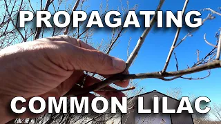 Propagating Common Lilac [from Dormant Winter Cuttings]