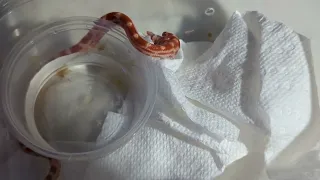 Tiny Amelanistic motley cornsnake. #cornsnake #hatchling #eating