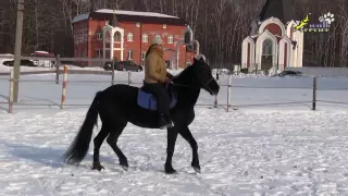 Конные прогулки для начинающих