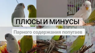 Плюсы и минусы парного содержания попугаев