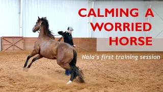 Creating a calm horse - Colt Starting Series | Nala's journey Part 1