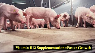 How Vitamin B12 Supplementation Help your Pigs Gain Weight More Rapidly #pigfarming #pigs #pork