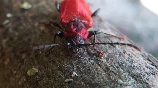 Pyrrhidium sanguineum - Longhorn Beetle / Bockkäfer