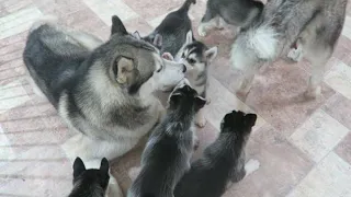 Siberian Husky Puppies Have Finally Meet Their Dad