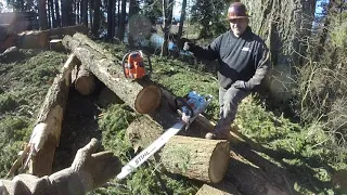 Husqvarna 592xp vs Stihl ms500i - Saw Off Fun