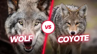 Wolf vs Coyote: The 6 Main Differences Explained